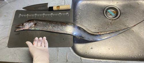 タチウオの釣果