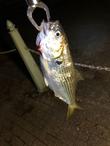 コノシロの釣果