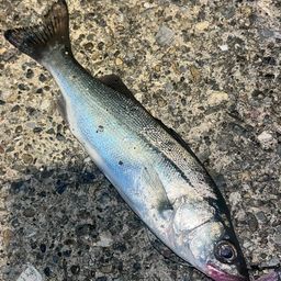 セイゴ（マルスズキ）