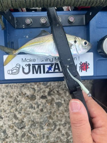 マアジの釣果
