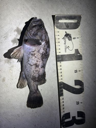 クロソイの釣果