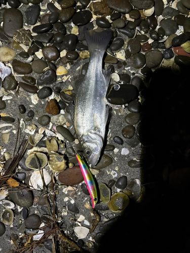 セイゴ（タイリクスズキ）の釣果