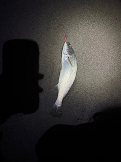 オオニベの釣果