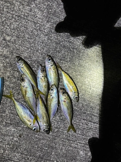 マアジの釣果