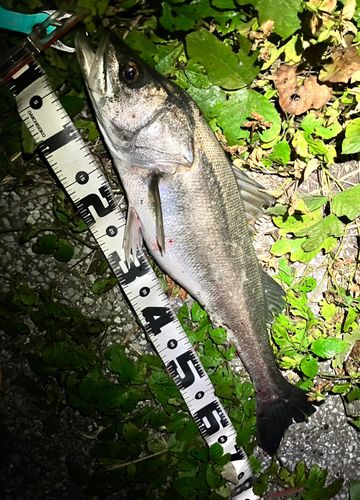 シーバスの釣果