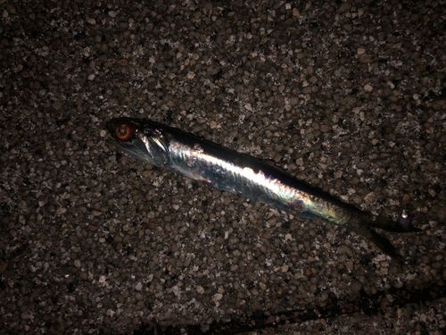 カタクチイワシの釣果