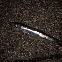 カタクチイワシ