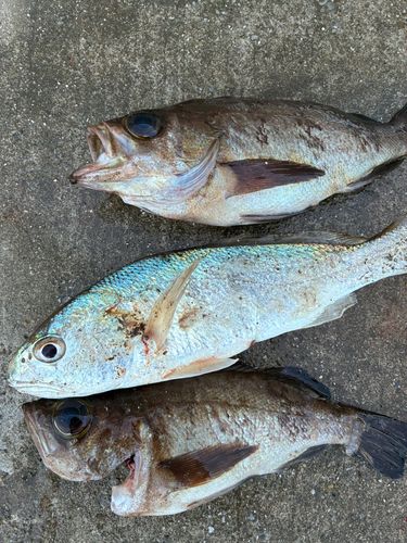 金沢水際線緑地（福浦岸壁）