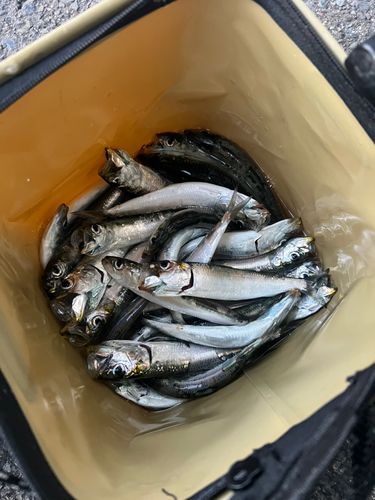 仙台港中央公園