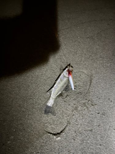 セイゴ（タイリクスズキ）の釣果