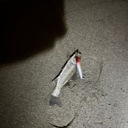 セイゴ（タイリクスズキ）