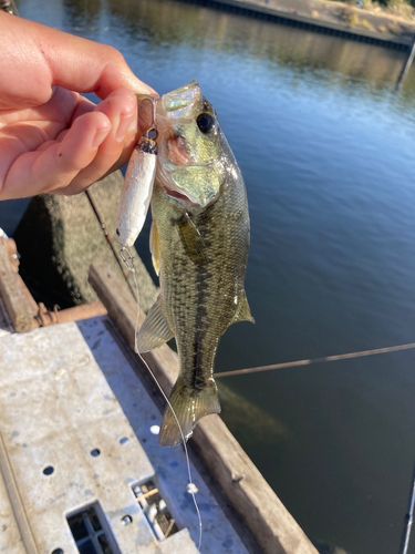 ラージマウスバスの釣果