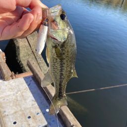 ラージマウスバス