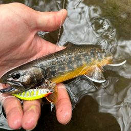 ブルックトラウト