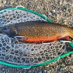 ブルックトラウト