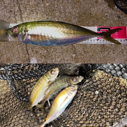 アジの釣果