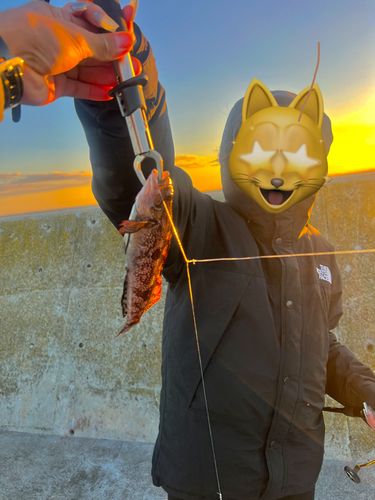 アイナメの釣果