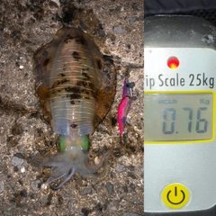 アオリイカの釣果