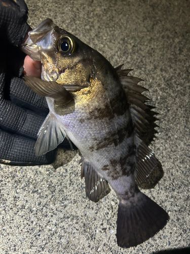 メバルの釣果
