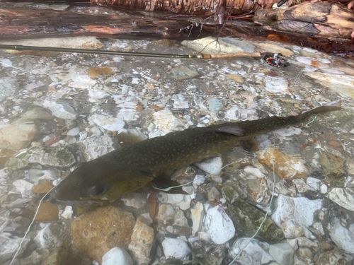 アメマスの釣果