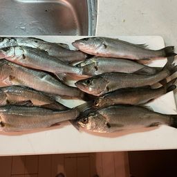 セイゴ（ヒラスズキ）