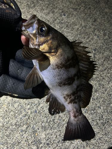 メバルの釣果