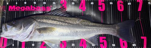 シーバスの釣果