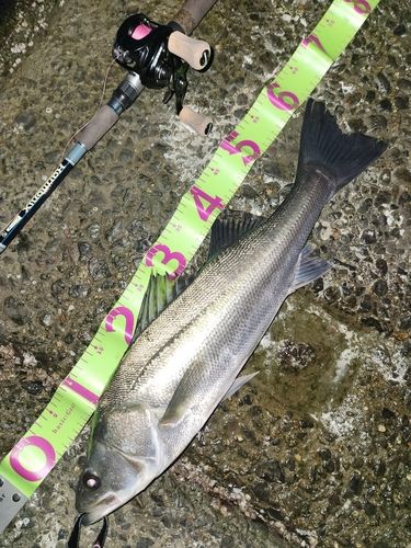 シーバスの釣果