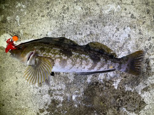 アイナメの釣果