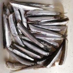 カタクチイワシ