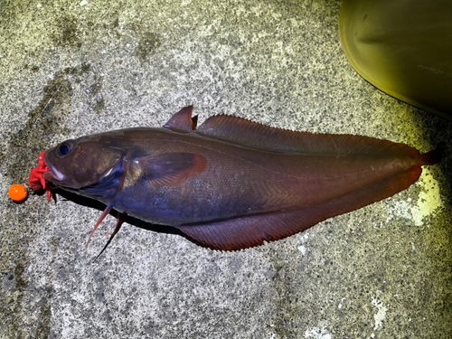 エゾイソアイナメの釣果