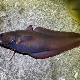 エゾイソアイナメ