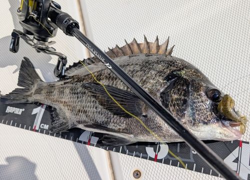 チヌの釣果