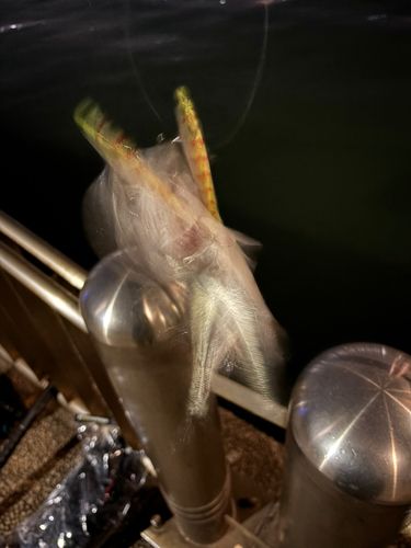 セイゴ（マルスズキ）の釣果