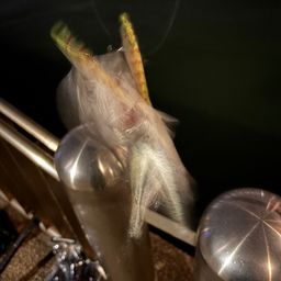 セイゴ（マルスズキ）