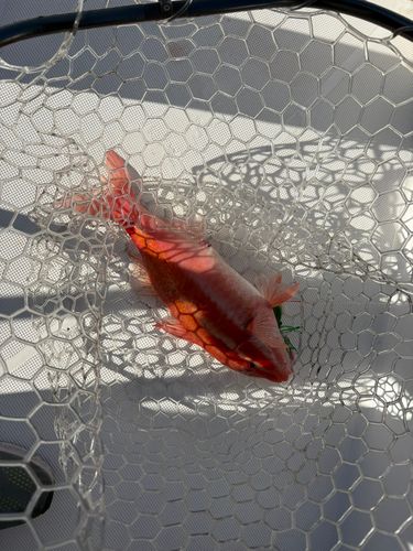 オジサンの釣果