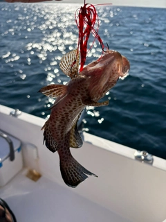 オオモンハタの釣果