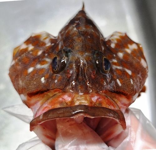 キジハタの釣果