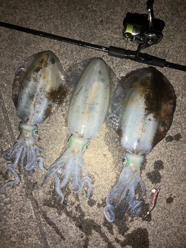 アオリイカの釣果