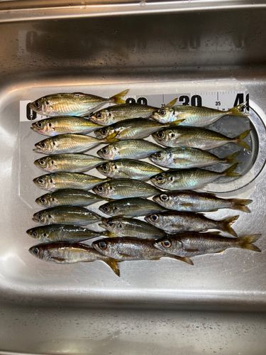 本牧海づり施設