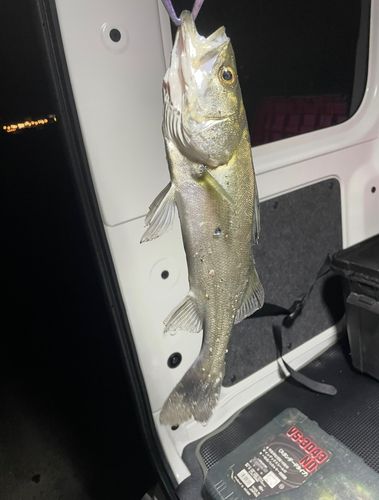 セイゴ（マルスズキ）の釣果