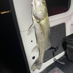 セイゴ（マルスズキ）