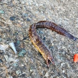 トウゴロウイワシ