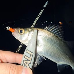 セイゴ（ヒラスズキ）