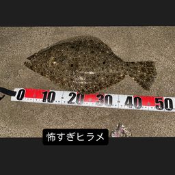 ヒラメ