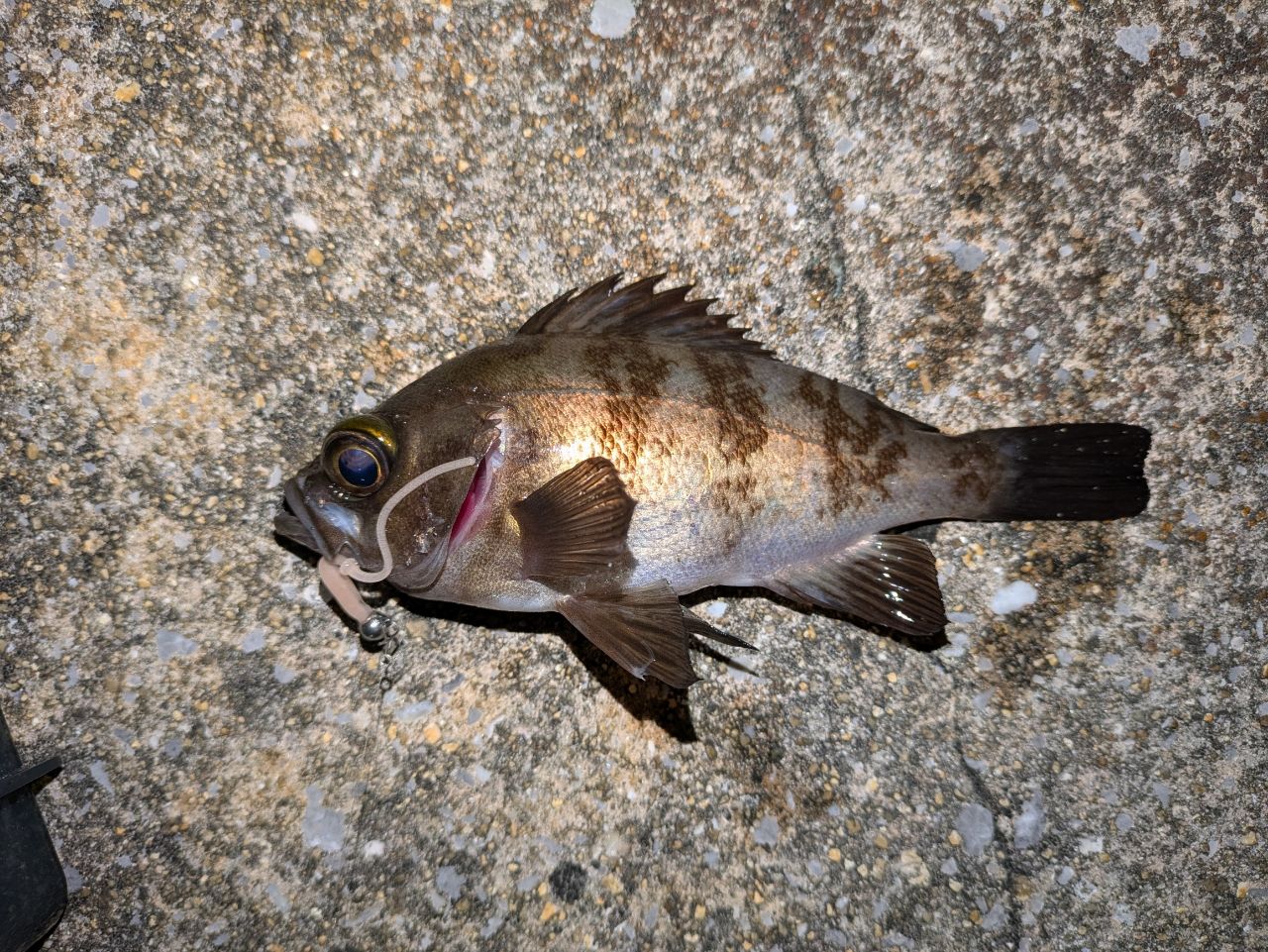 鯵道5G AD5-S682L/AJI メジャークラフト メジャークラフト 鯵道 5G AD5-S622L/AJIをレビュー！クチコミ・評判を