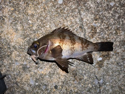 宇品波止場公園