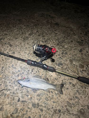 セイゴ（マルスズキ）の釣果
