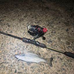 セイゴ（マルスズキ）