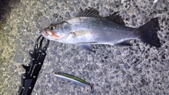 セイゴ（マルスズキ）の釣果